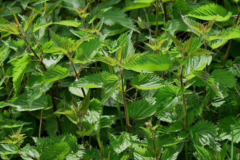 Witchy Herbs
